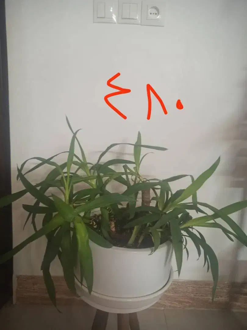 تعدادی گل طبیعی.گل یوکا بنسای.سرحال|گل و گیاه طبیعی|شاهرود, |دیوار