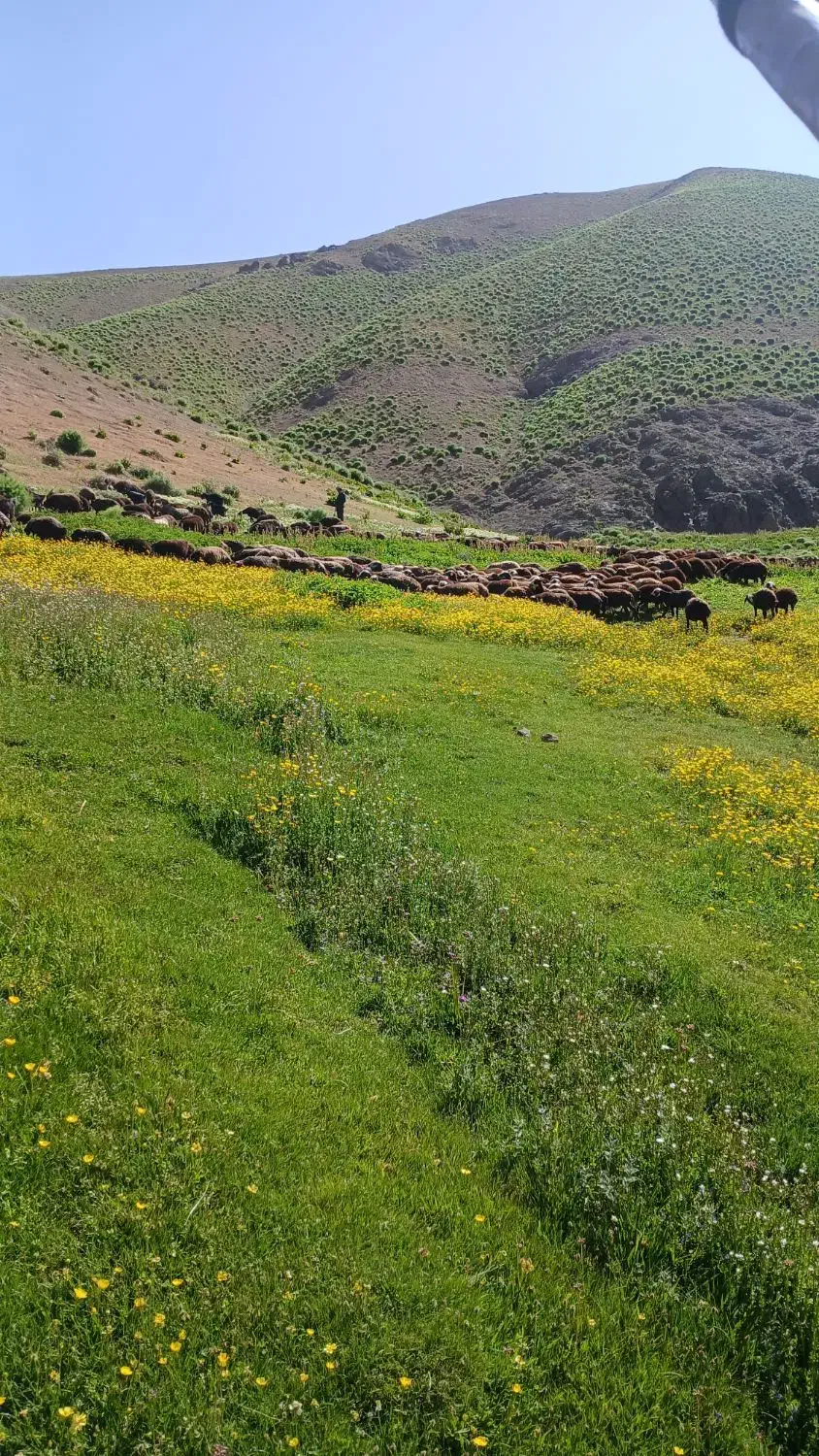 میش آبستن فروشی|حیوانات مزرعه|هشتگرد, فشند|دیوار