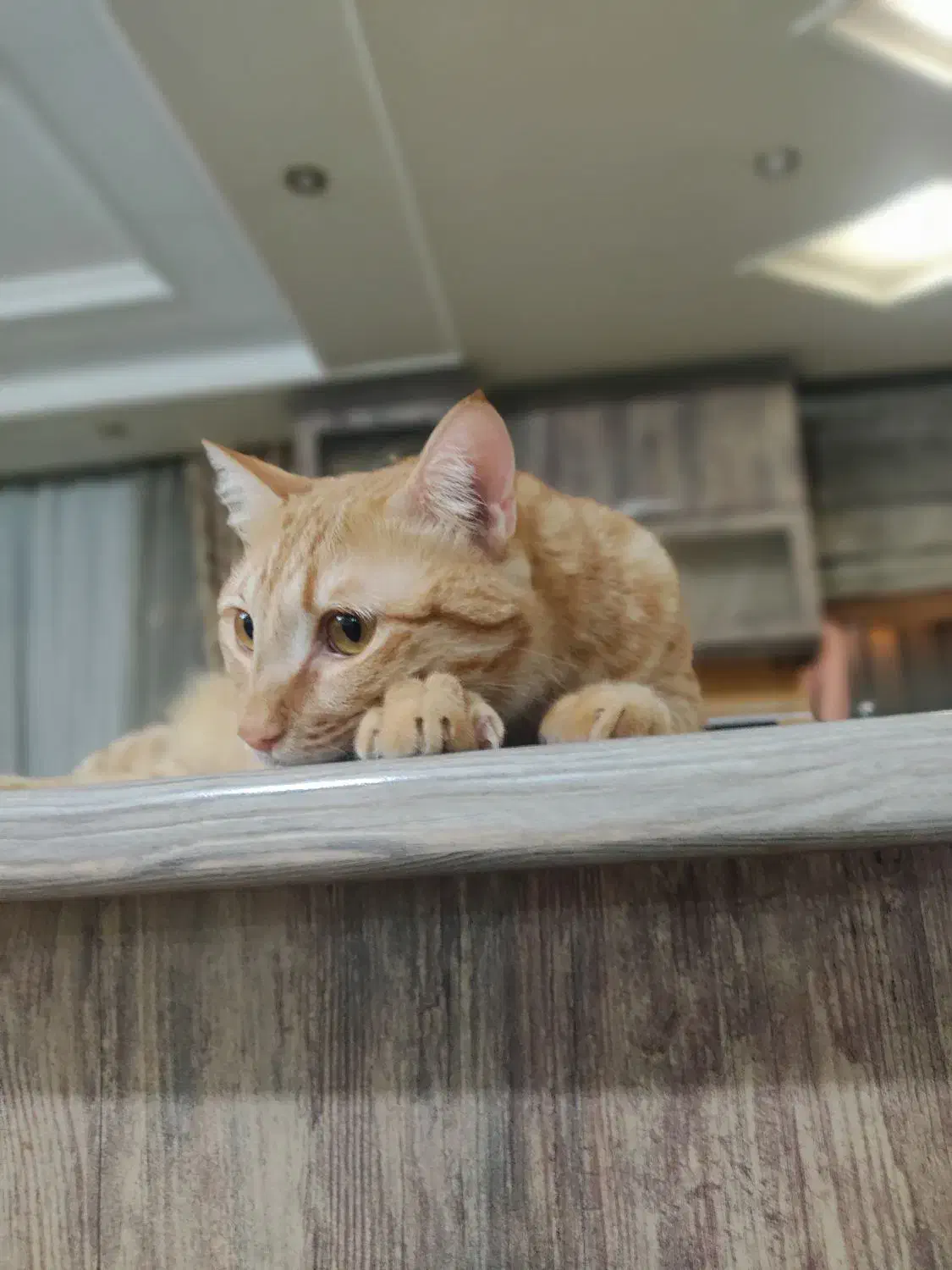 واگذاری گربه dsh|گربه|تهران, فاطمی|دیوار