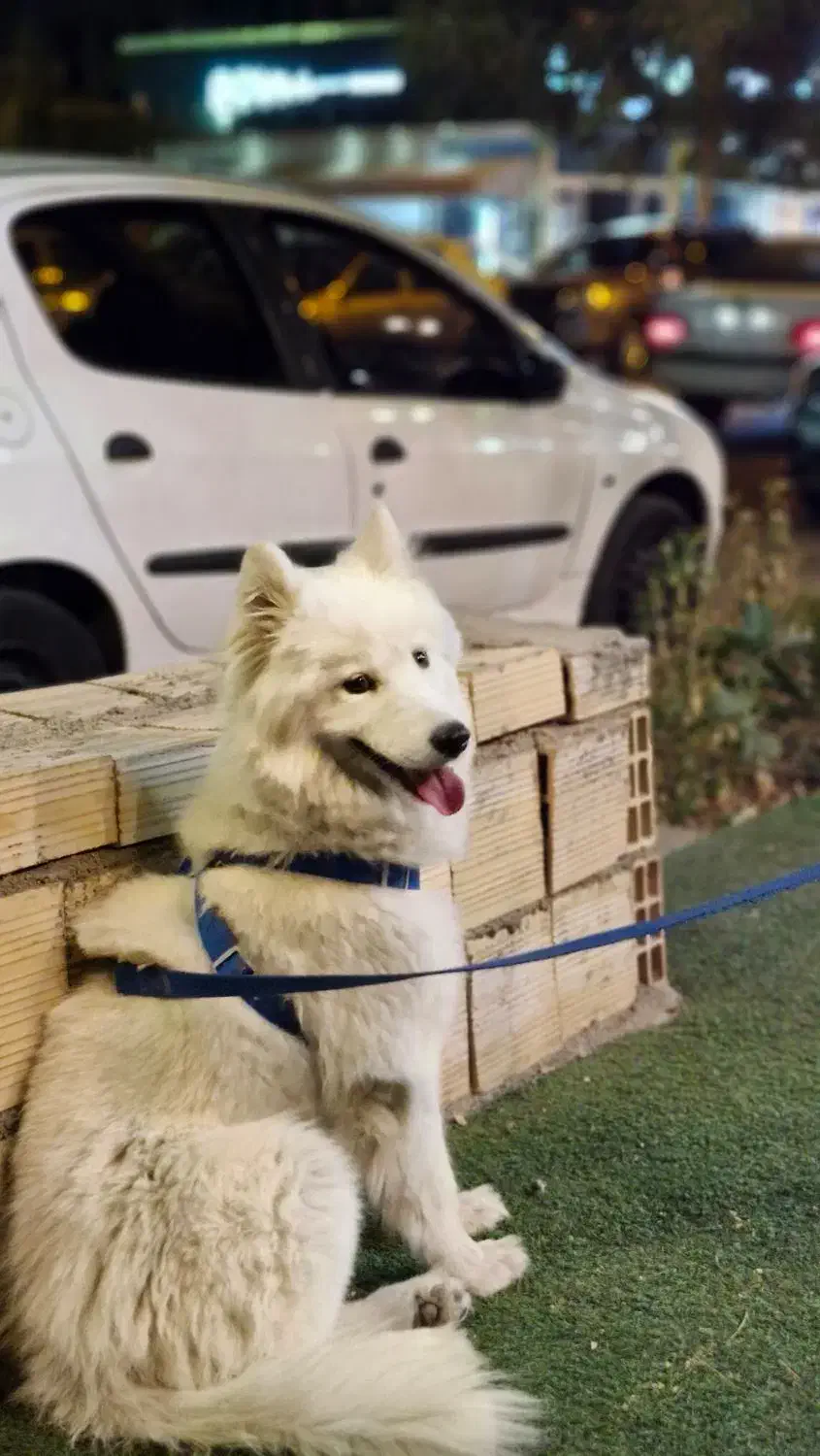 راهنمایی و مشورت|فعالیت داوطلبانه|یزد, |دیوار