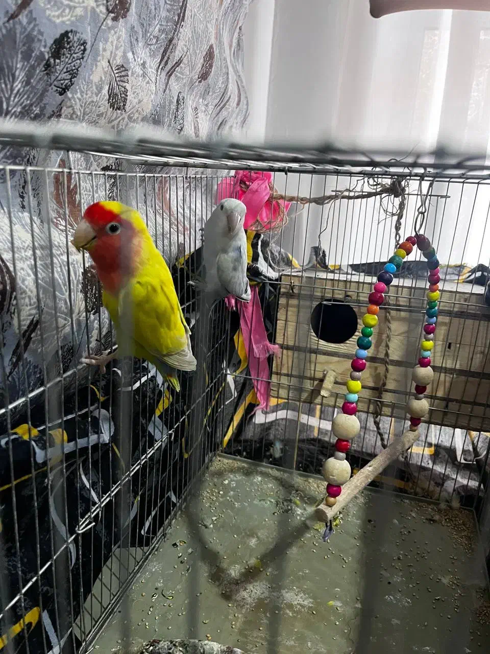 جفت طوطی کوتوله رنگ خاص مولد کار داده باقفس و لونه|پرنده|هشتگرد, شهرک ایران خودرو|دیوار