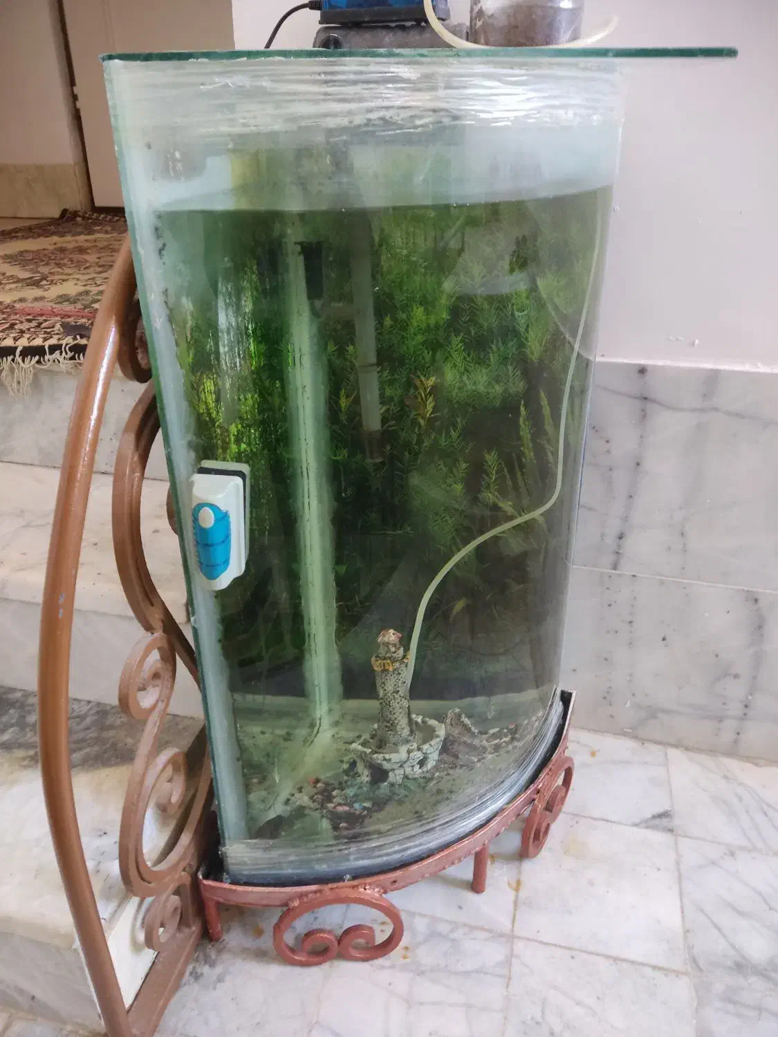 فروش و معاوضه آکواریم شیشه خم|ماهی|اصفهان, ملکشهر|دیوار