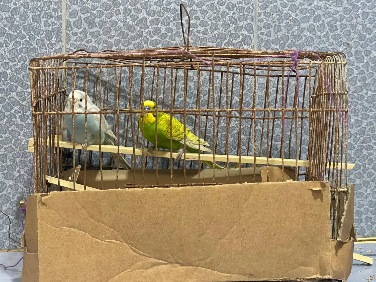 مرغ عشق|پرنده|میناب, |دیوار