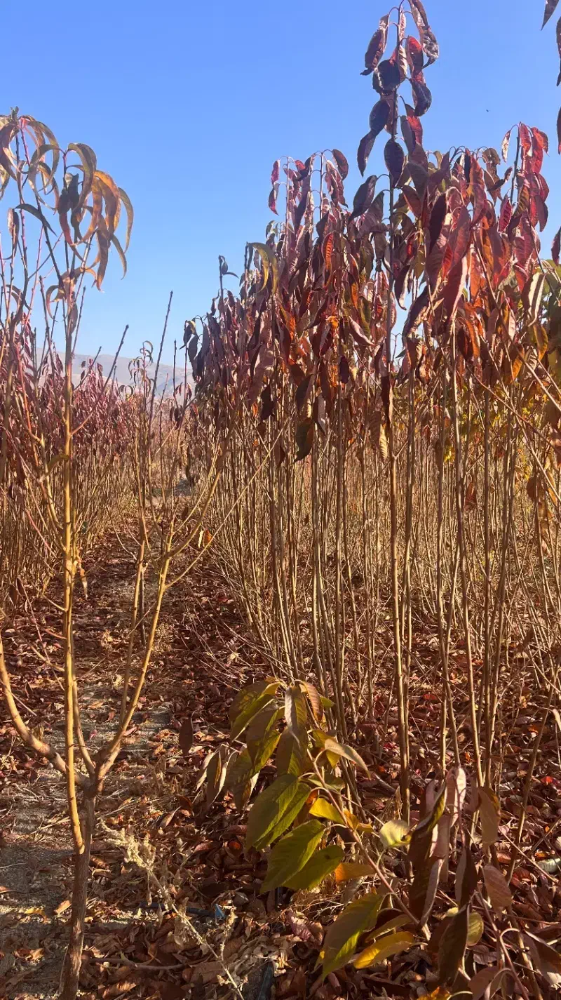 نهالستان انواع نهالهای گیلاس.البالو.هلو.انگورسیاه|خدمات باغبانی و درختکاری|سنندج, |دیوار