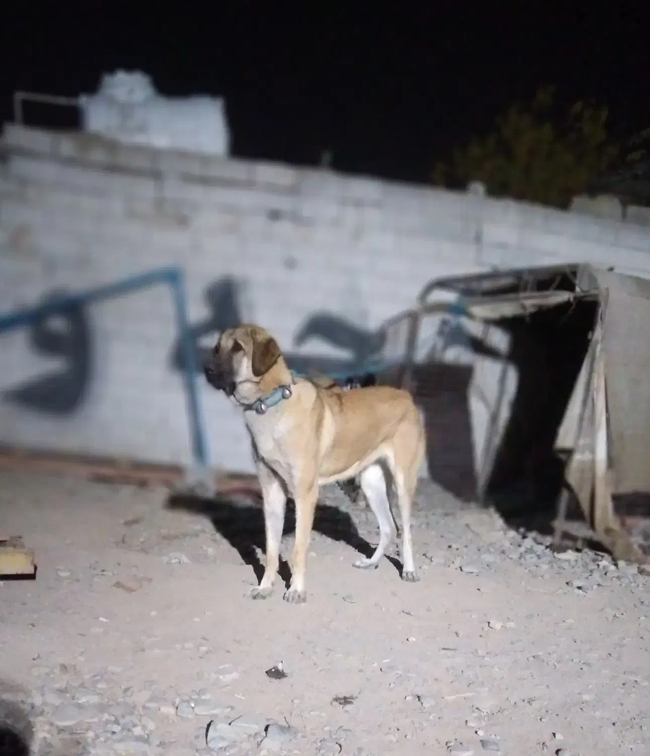 سگ پژدر ماده|سگ|ماهدشت, |دیوار