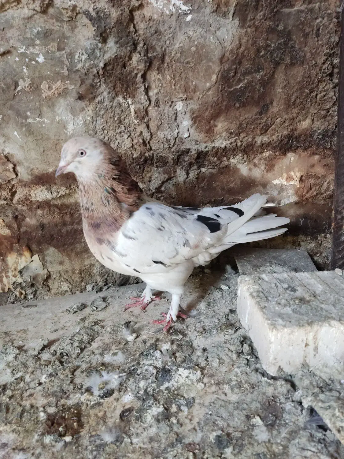 صدادار|پرنده|مسجد سلیمان, |دیوار