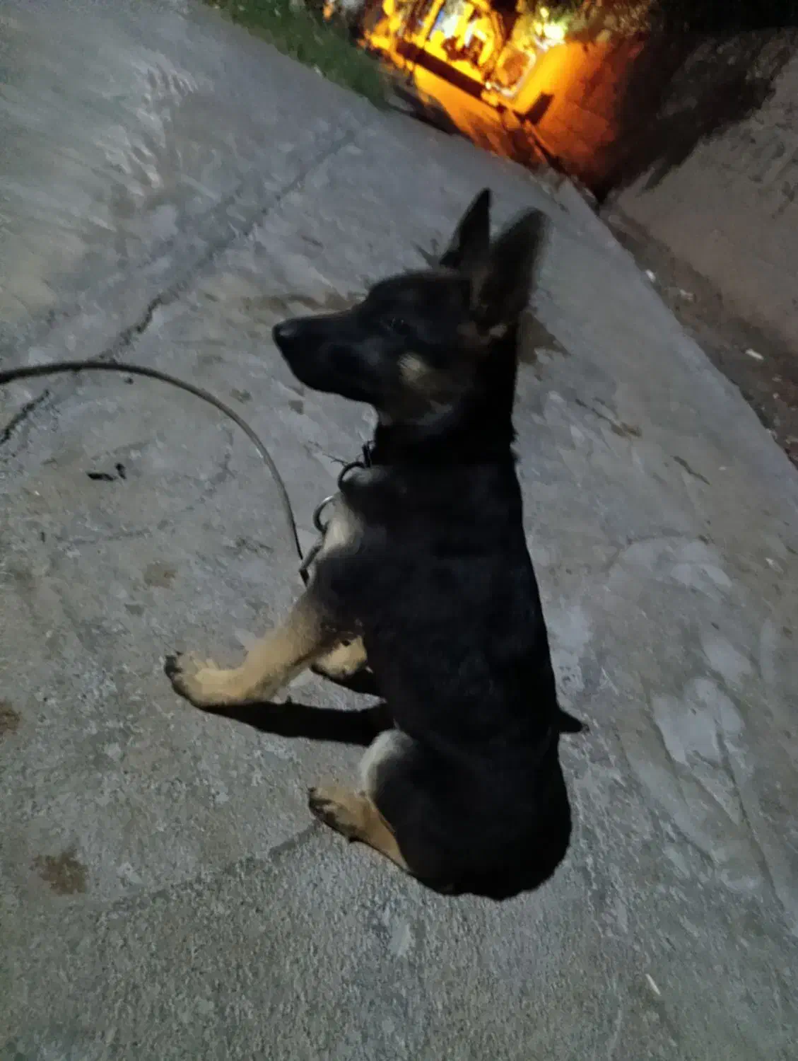 سگ ژرمن ماده|سگ|بم, |دیوار