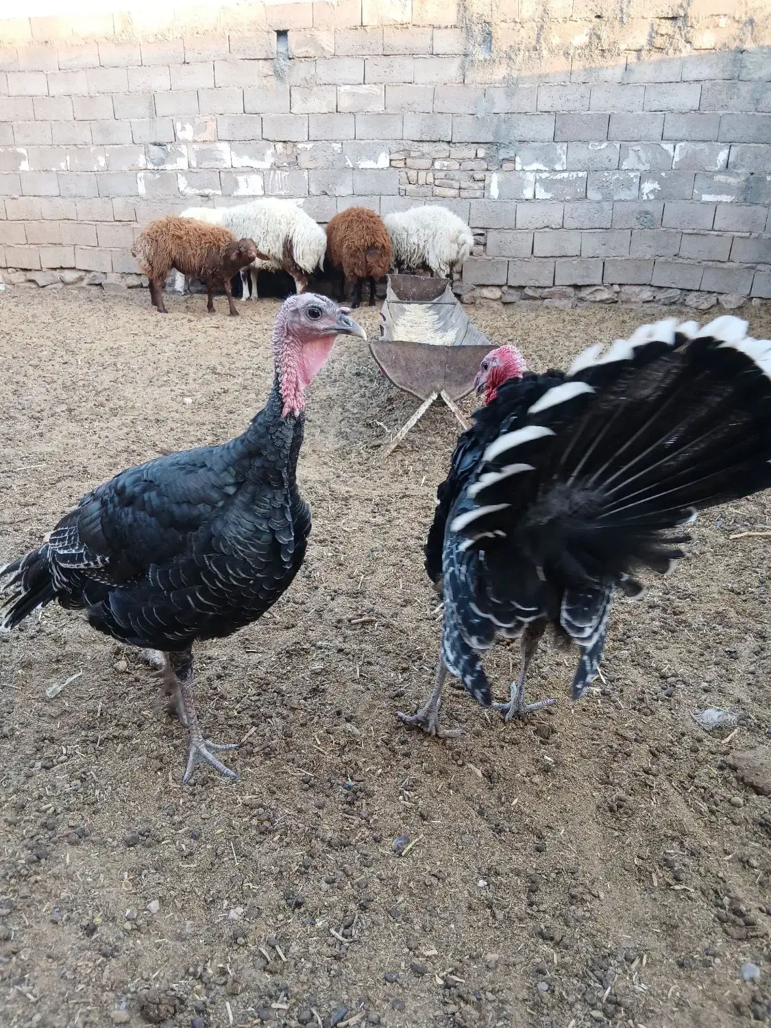 فروش یک جفت بوقلمون|حیوانات مزرعه|گناباد, |دیوار