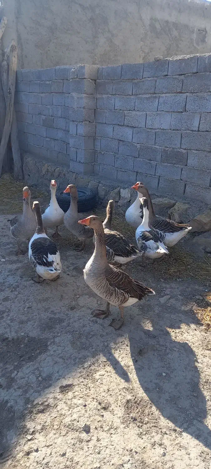 ۹ عدد غازه ۹ ماهه|حیوانات مزرعه|ثمرین, |دیوار