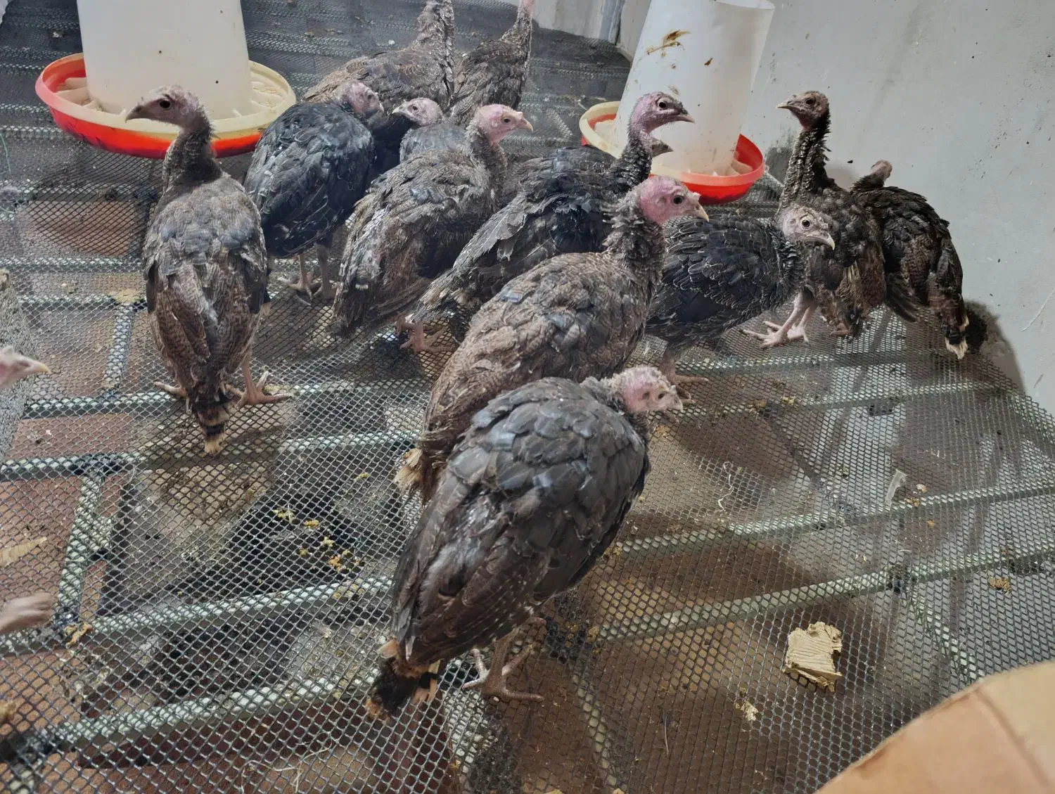 فروش جوجه بوقلمون برنز اصل|حیوانات مزرعه|دابودشت, |دیوار