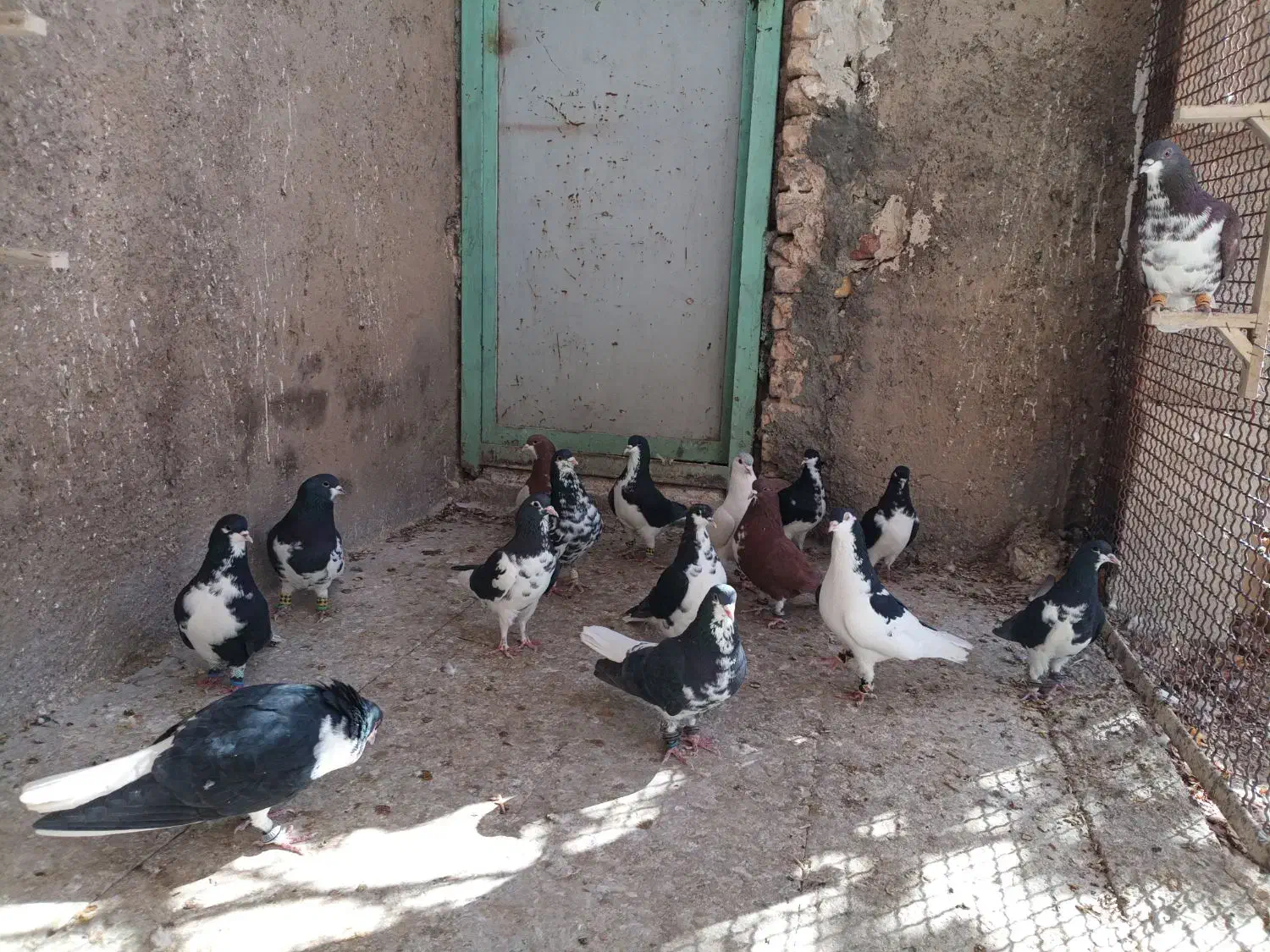 تعدادی چپ و راست|پرنده|پاسارگاد, |دیوار