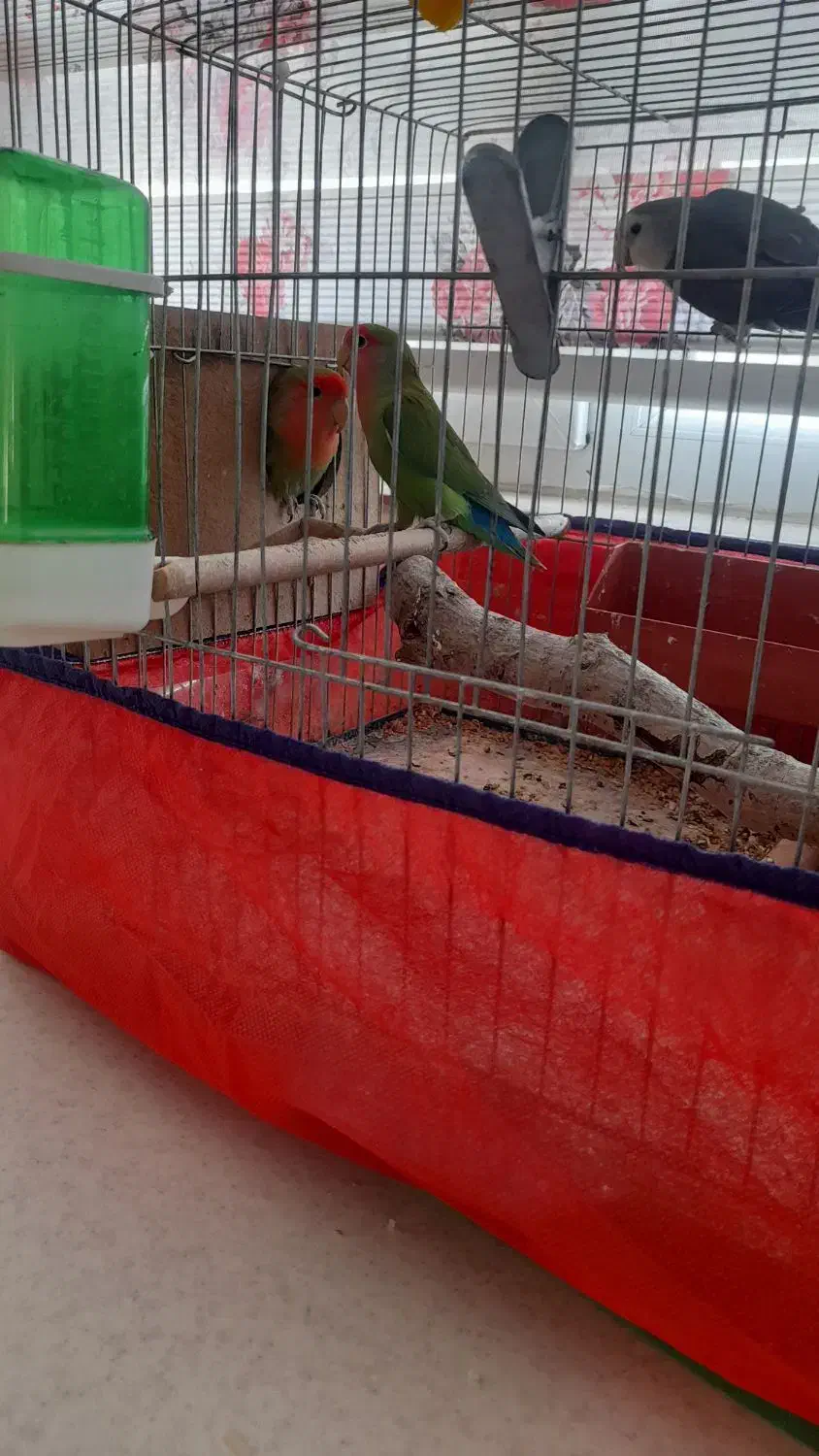 طوطی برزیلی|پرنده|همدان, |دیوار