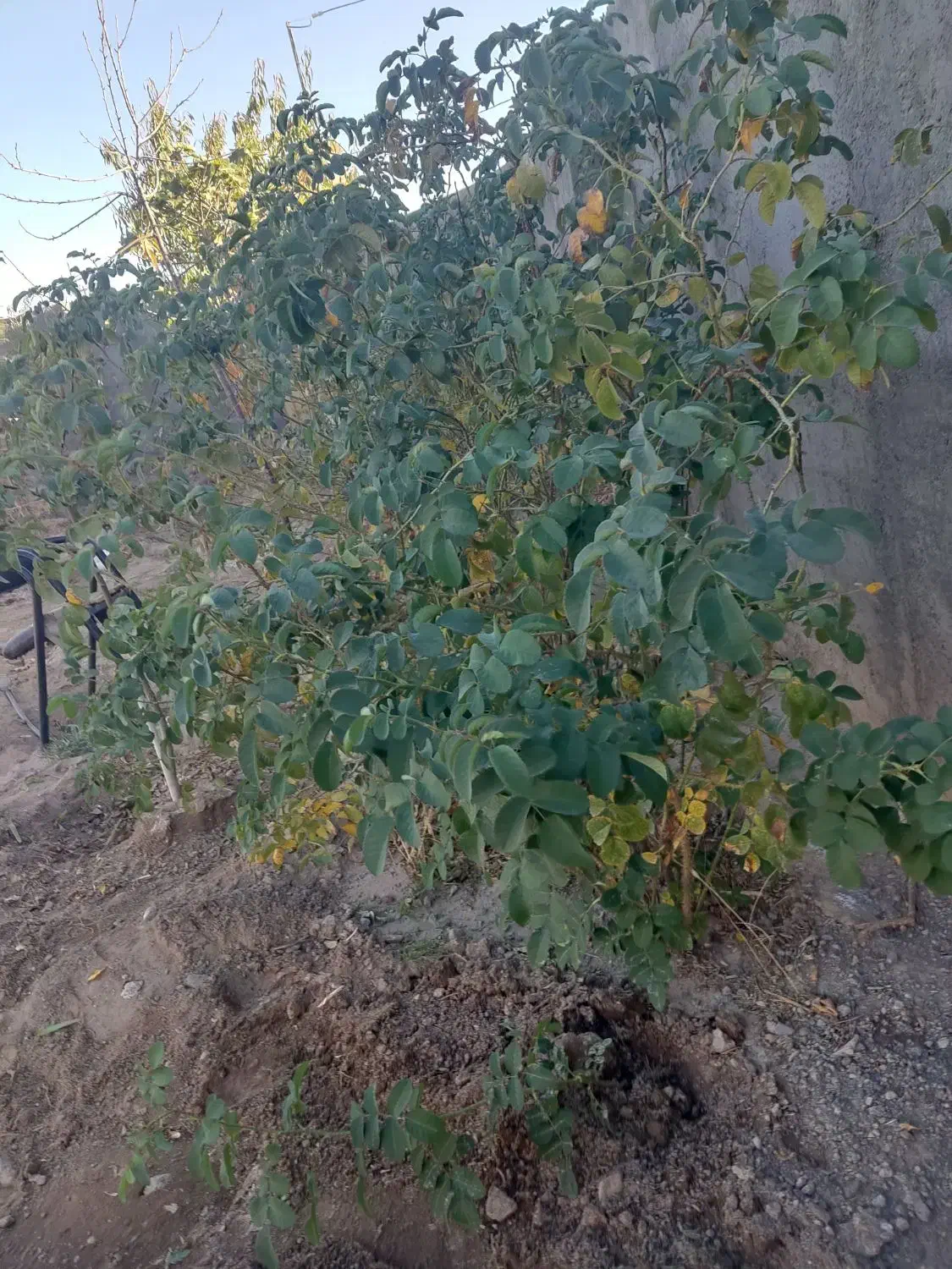 ده بوته گل محمدی شش ساله|گل و گیاه طبیعی|سیرجان, |دیوار
