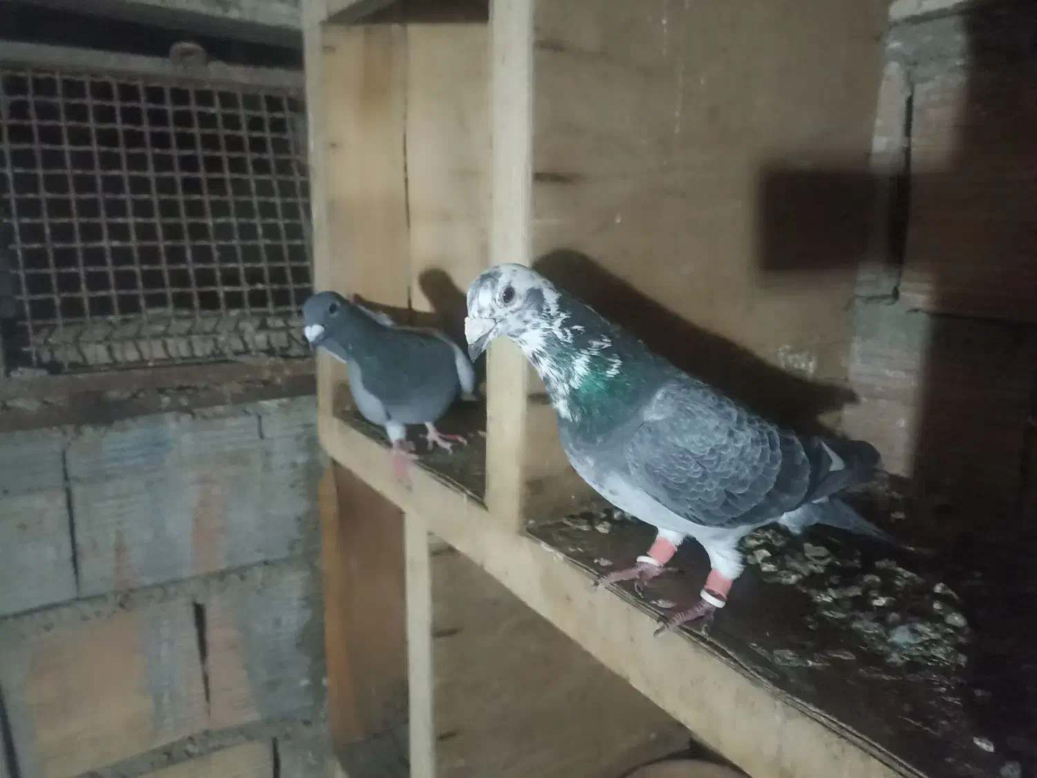 کبوتر مسافتی رنگی تکپر گرفتنی معاوضه|پرنده|گنبد کاووس, |دیوار