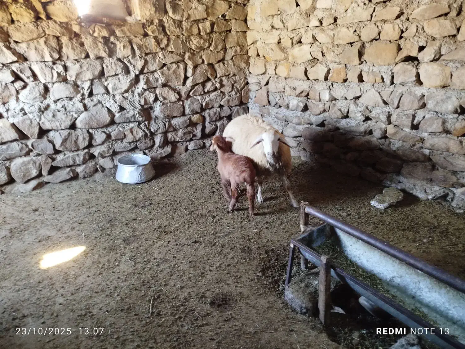 گوسفند با بره|حیوانات مزرعه|گرمادوز, |دیوار