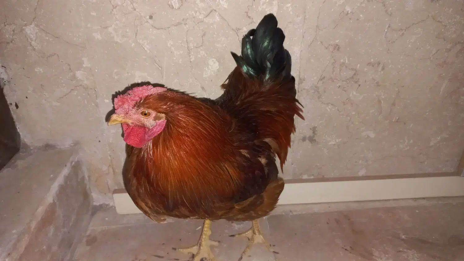 خروس گلپایگانی|حیوانات مزرعه|تهران, کوثر|دیوار