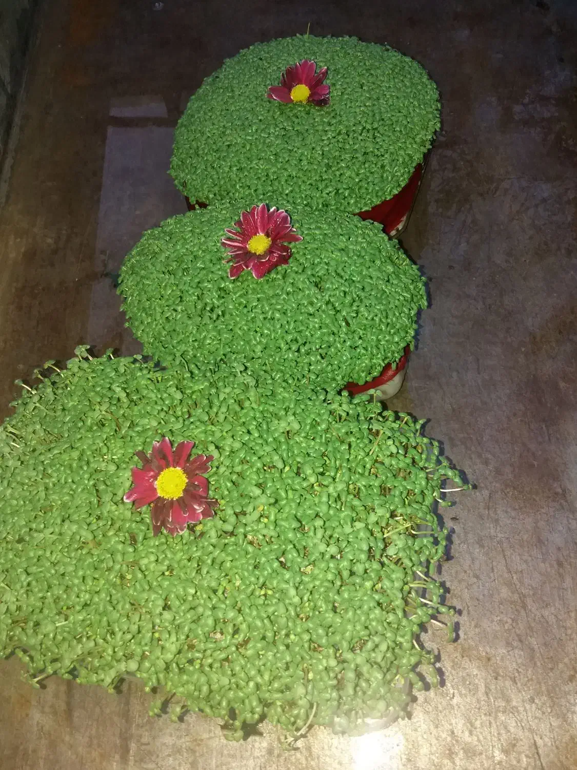 سبزه|خدمات پذیرایی، مراسم|بروجرد, |دیوار