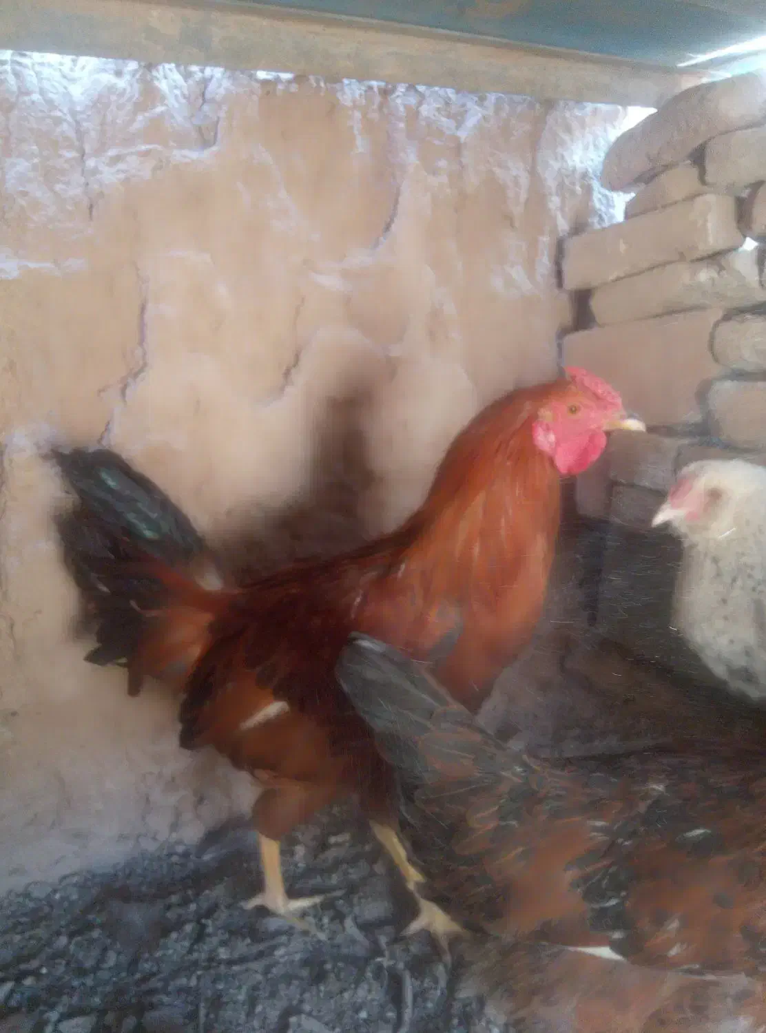 روده خروس زیبا|حیوانات مزرعه|سرایان, |دیوار