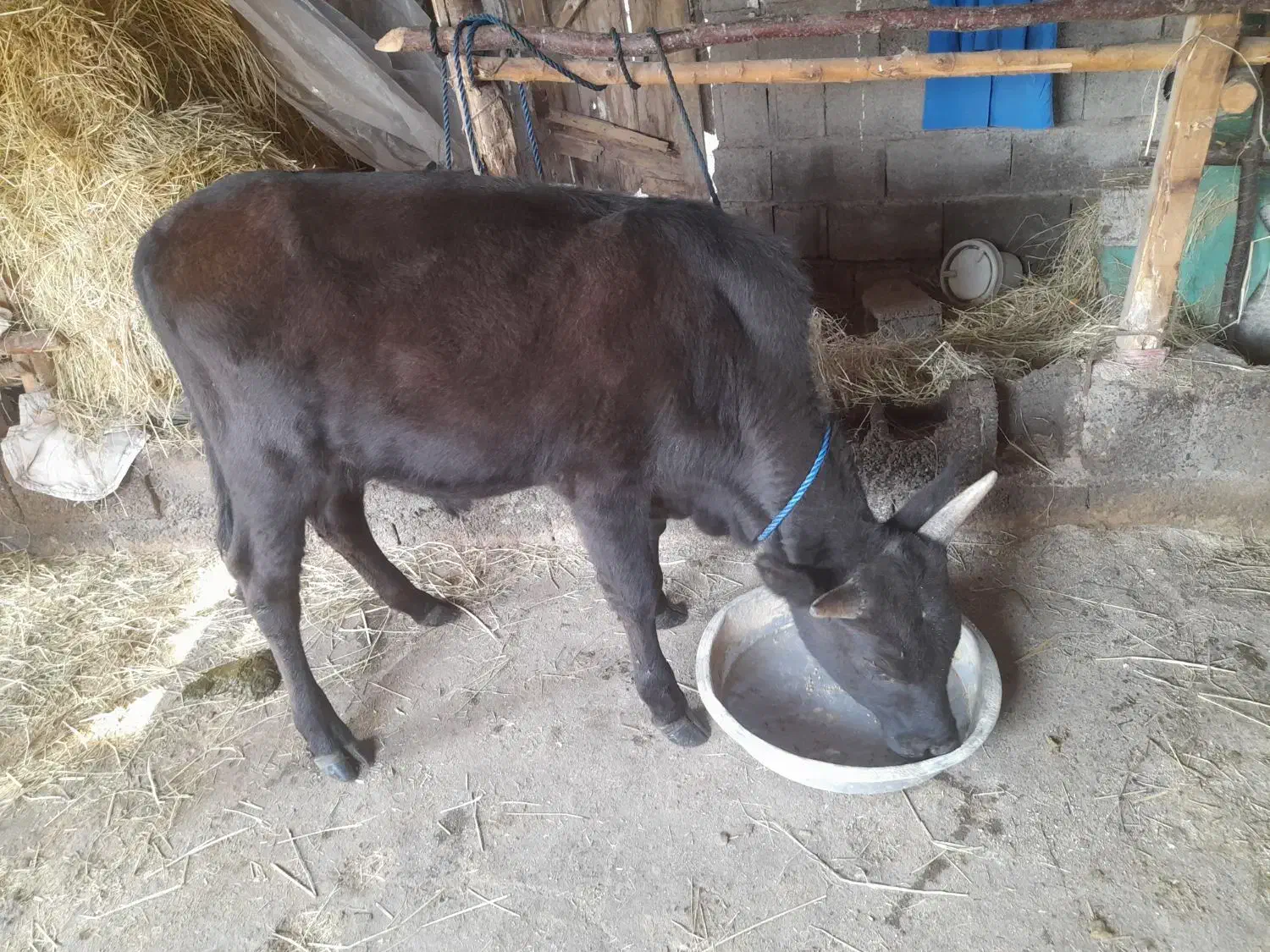 ورزا کوله|حیوانات مزرعه|رشت, منظریه|دیوار