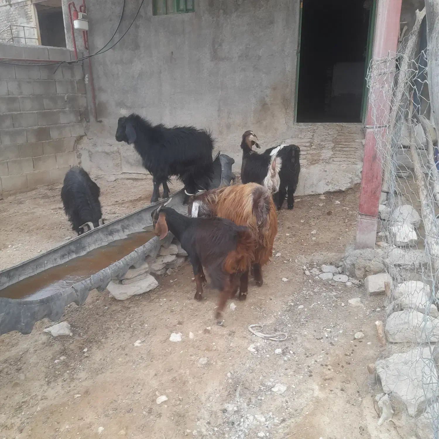 توشک|حیوانات مزرعه|نورآباد, |دیوار