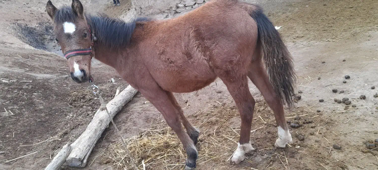 اسب|اسب و تجهیزات اسبسواری|خلخال, |دیوار