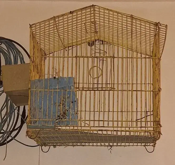 3عددقفس براعروس هلندی ومرغ عشق|لوازم جانبی حیوانات|ایذه, |دیوار