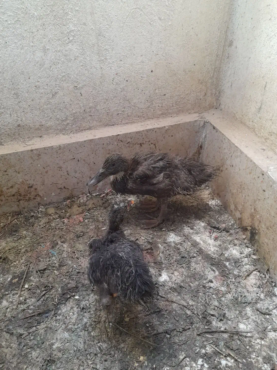 جوجه اردک|حیوانات مزرعه|قم, پردیسان|دیوار