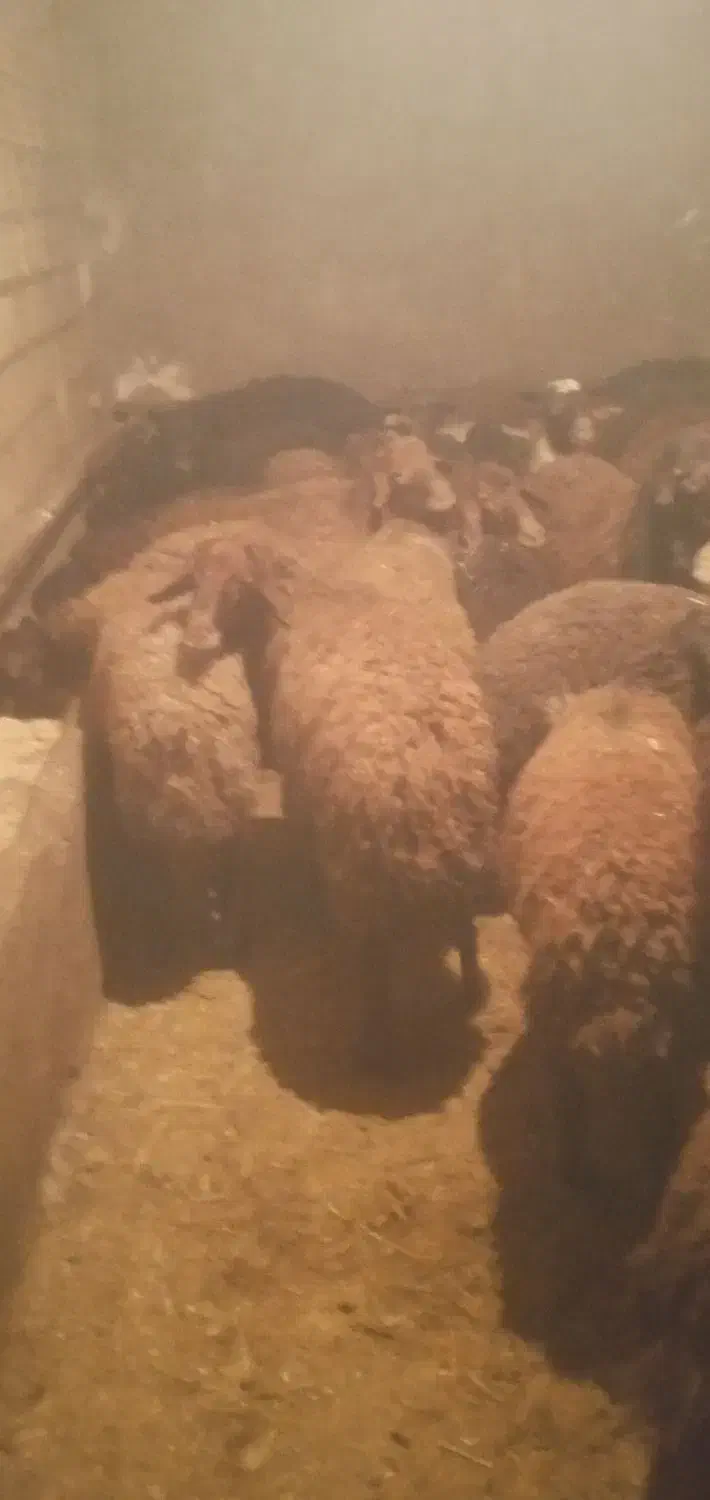 بره نر چاق|حیوانات مزرعه|مهربان, |دیوار