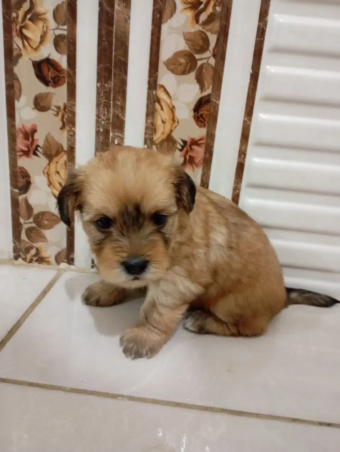 توله سگ|سگ|بروجرد, |دیوار