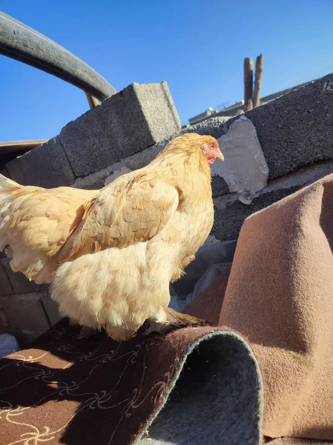 مرغ و خروس برهما|حیوانات مزرعه|رباط‌کریم, رباط‌کریم|دیوار