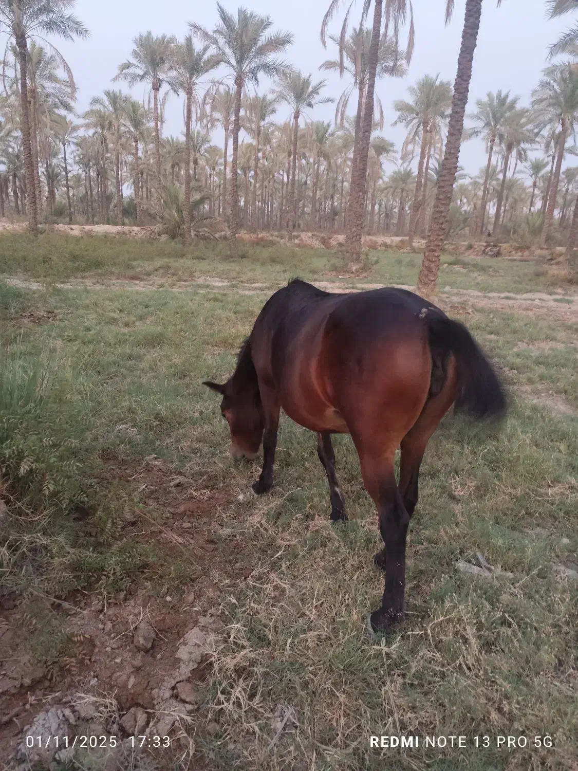 اسب مادیون|اسب و تجهیزات اسبسواری|برازجان, |دیوار