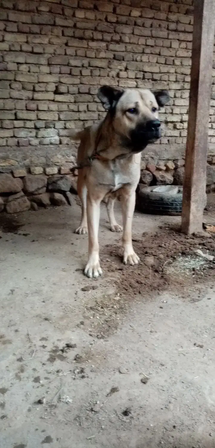 سگ سرآبی|سگ|تبریز, |دیوار