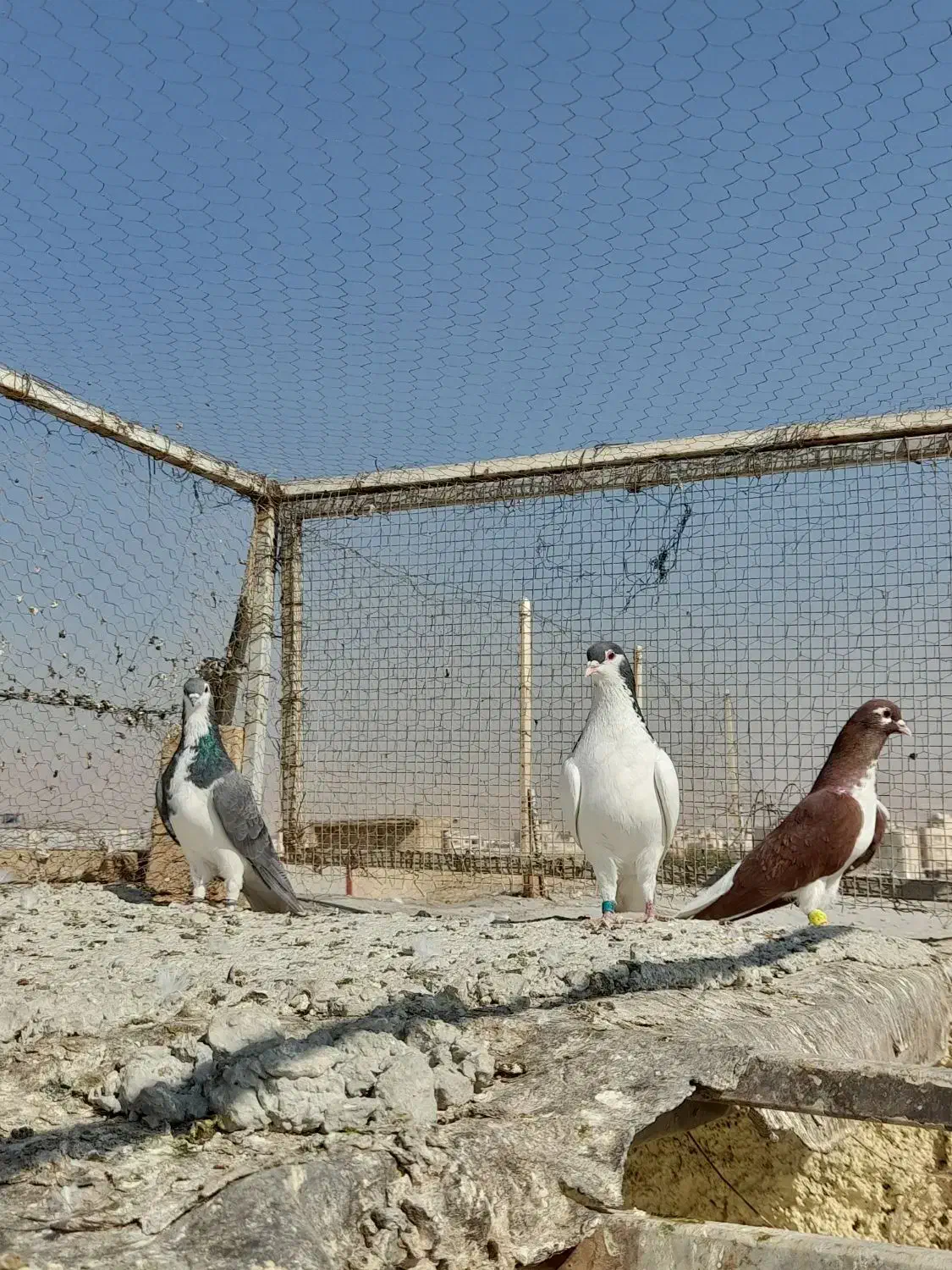 کبوتر بهبونی|پرنده|شیراز, شیخ علی چوپان|دیوار