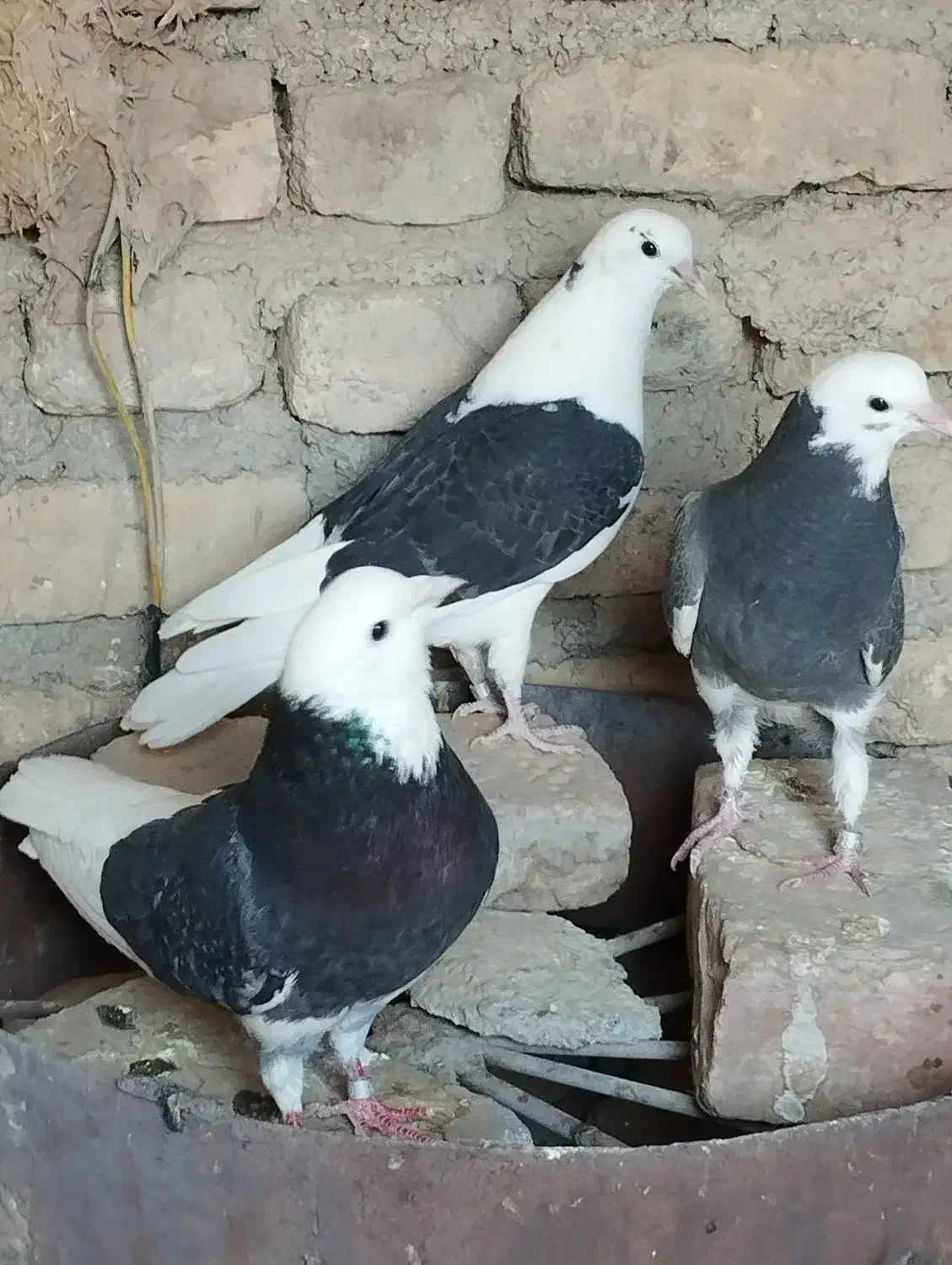 هشت جفت کبوتر واکسن خورده سالم|پرنده|جوادآباد, |دیوار