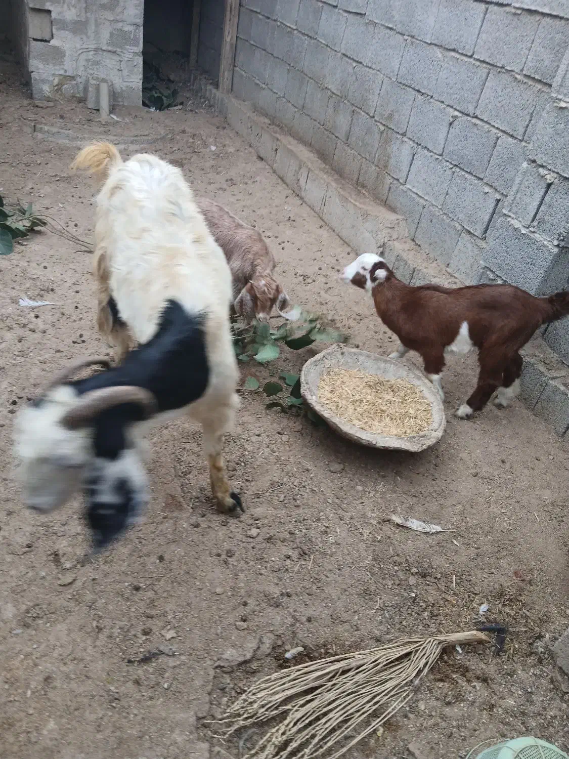 بز و کهره|حیوانات مزرعه|بندر گناوه, |دیوار