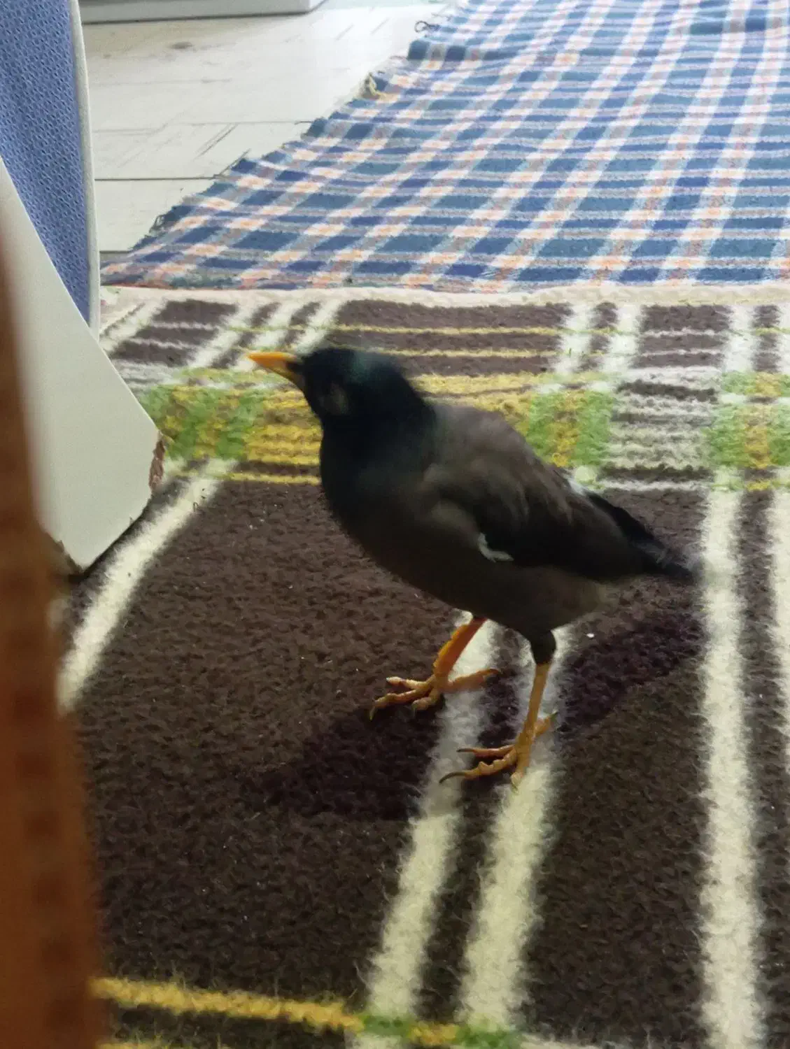 مینا سخن گو معاوضه با کوتوله دستی|پرنده|گلبهار, شهر جدید گلبهار|دیوار