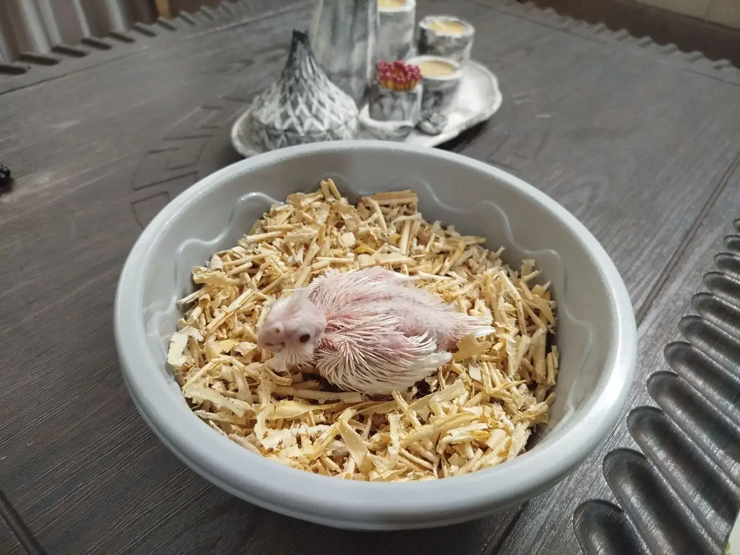 جوجه عروس هلندی آلبینو|پرنده|بجنورد, |دیوار