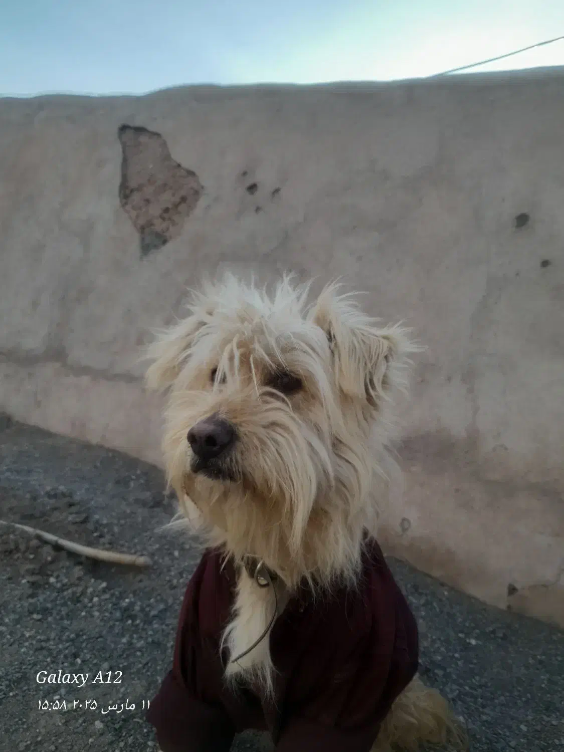 پاپی پشمالو|سگ|تربت‌حیدریه, پائین ولایت|دیوار