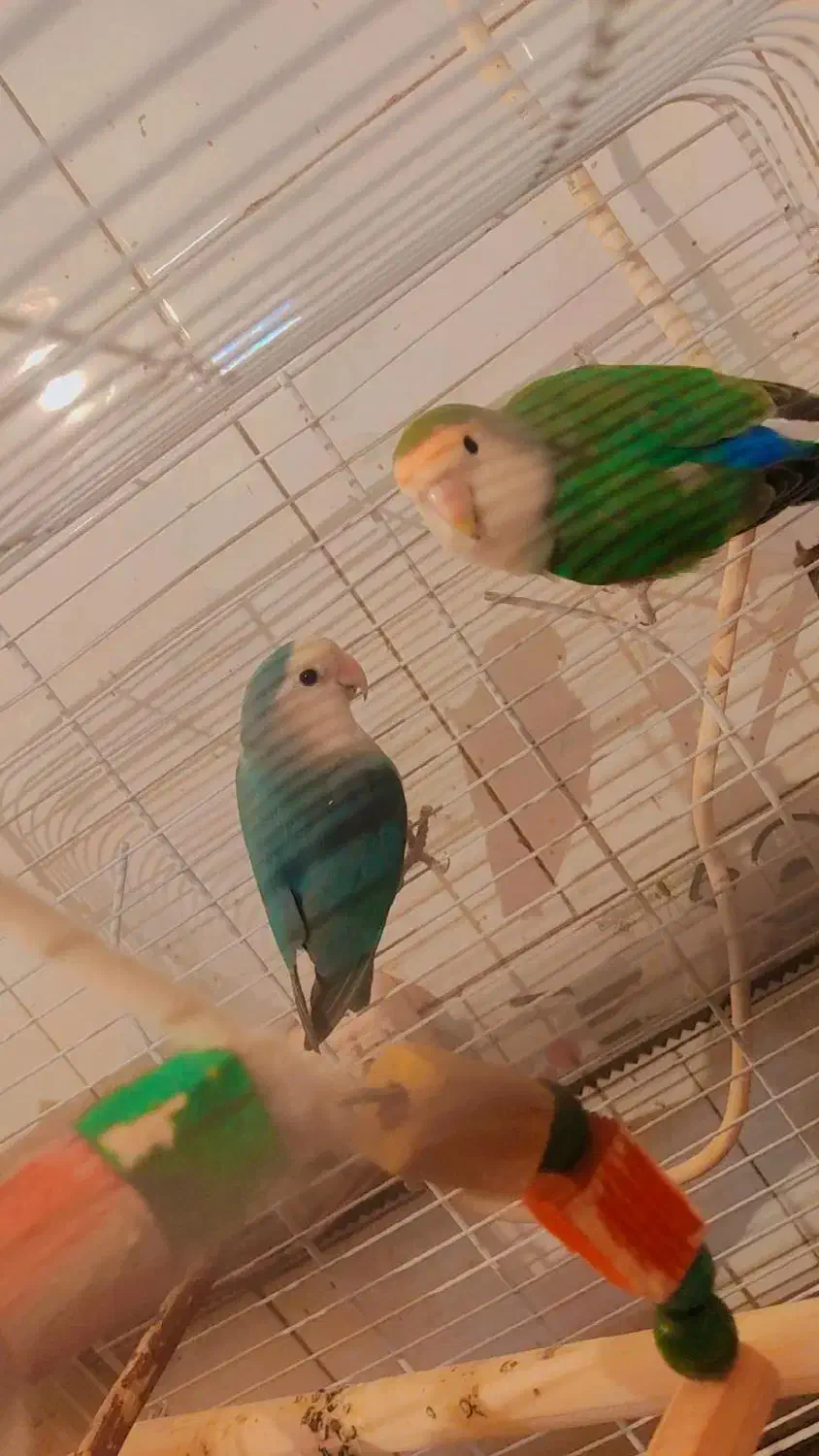 جراحی روستای گرگر|پرنده|چمران, |دیوار