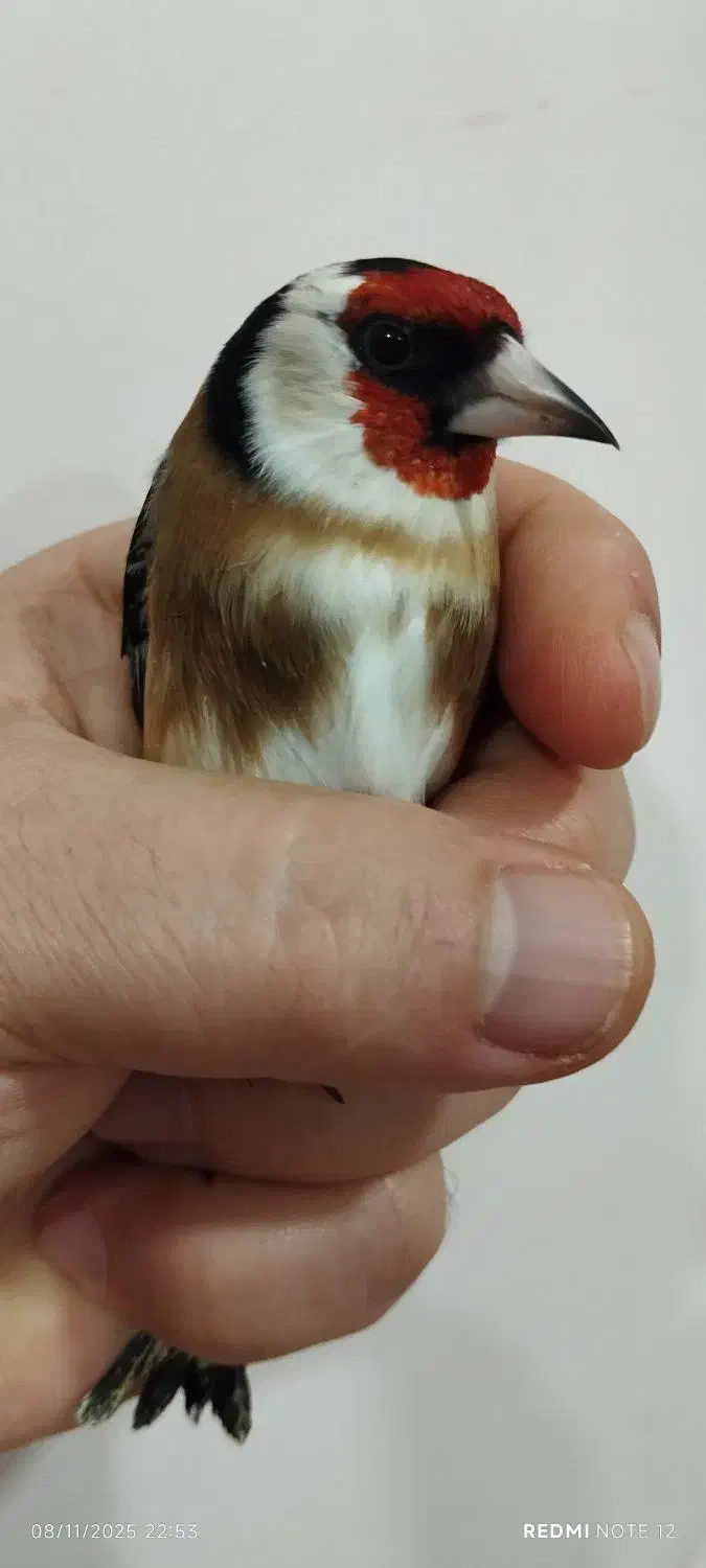 سهره رخ اروپایی طوق طلا گردن کلفت|پرنده|چالدران, |دیوار