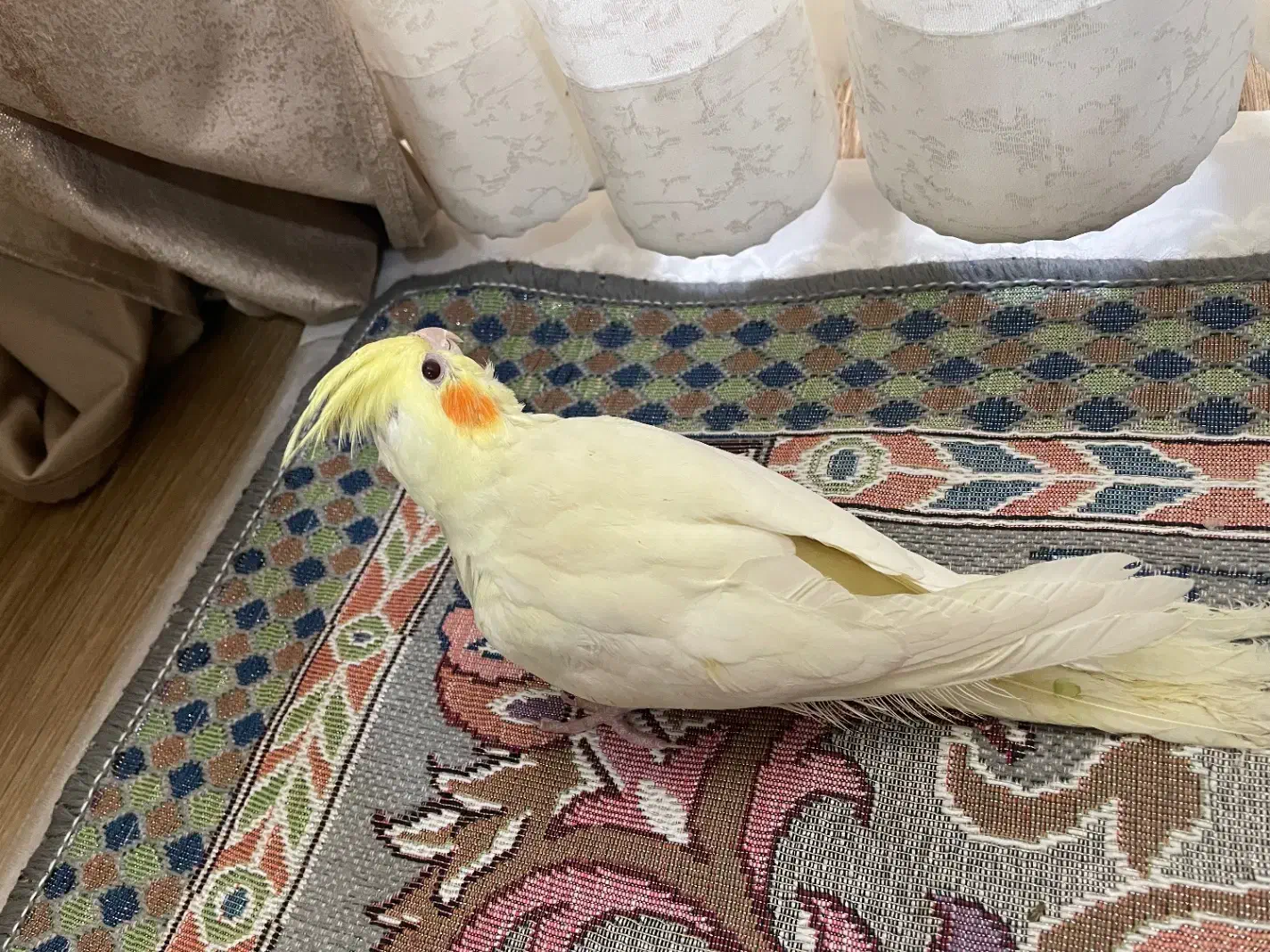 عروس هلندی|پرنده|فردیس, شهرک وحدت|دیوار