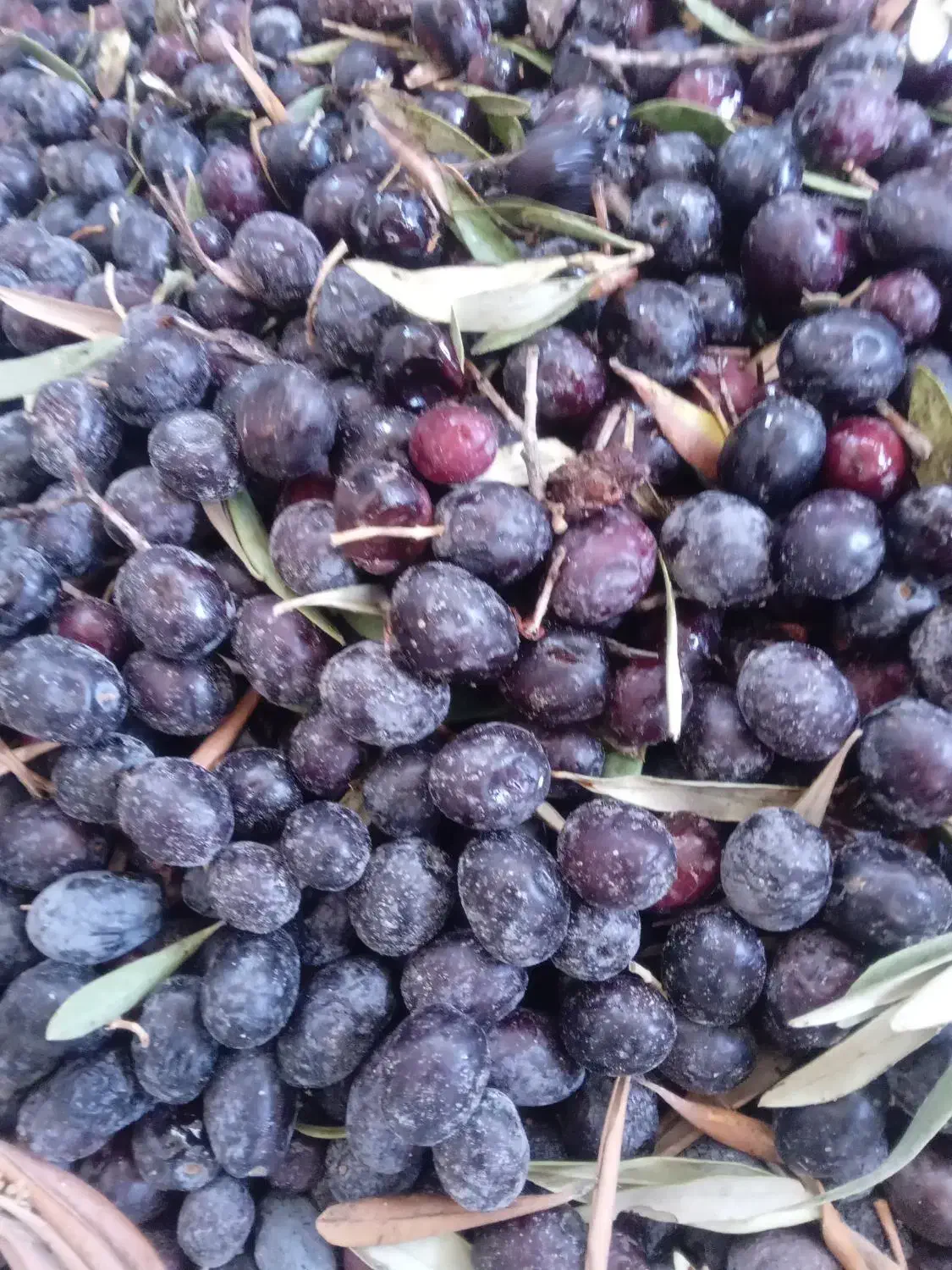 روغن زیتون|خوردنی و آشامیدنی|رودبار, |دیوار