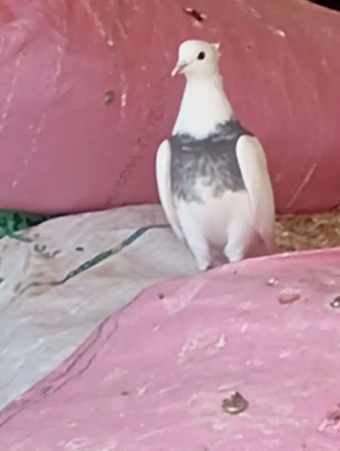 طوقی|پرنده|اسلام‌‌آباد غرب, |دیوار