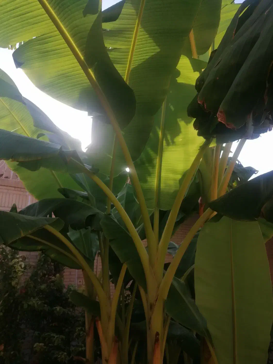 نهال درخت موز و انجیر ( گلابی)|گل و گیاه طبیعی|یزد, |دیوار