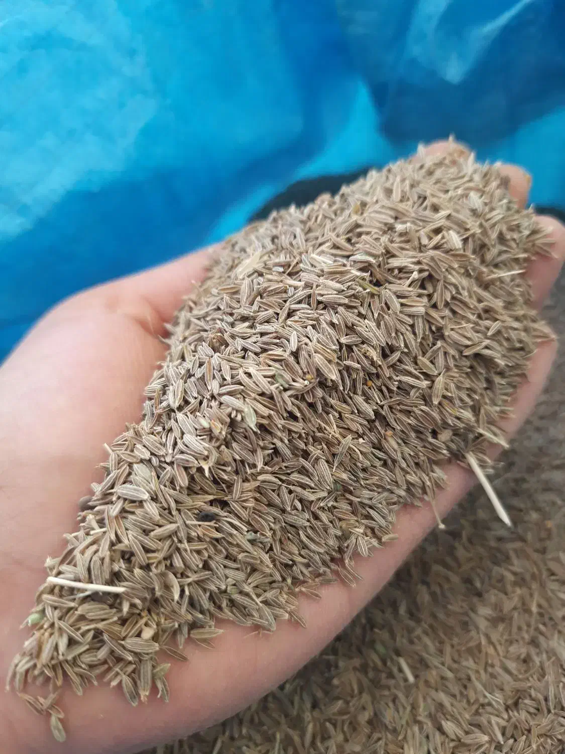 زیره سبز|عمده‌فروشی|فیروزآباد (فارس), |دیوار