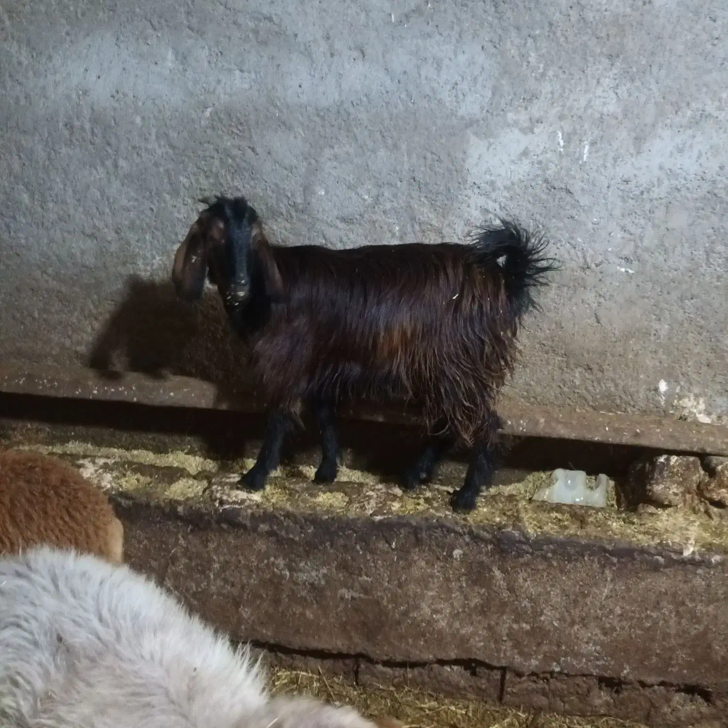 بزغاله چاق|حیوانات مزرعه|اردبیل, |دیوار