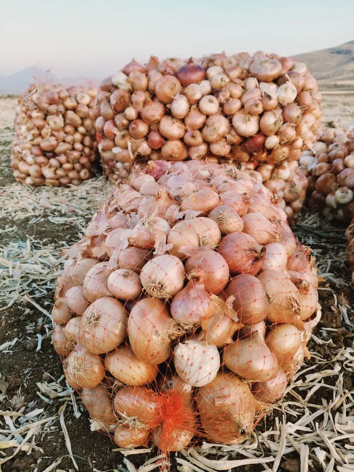 پیاز محلی بلبان آباد ۷تن|عمدهفروشی|موچش, |دیوار