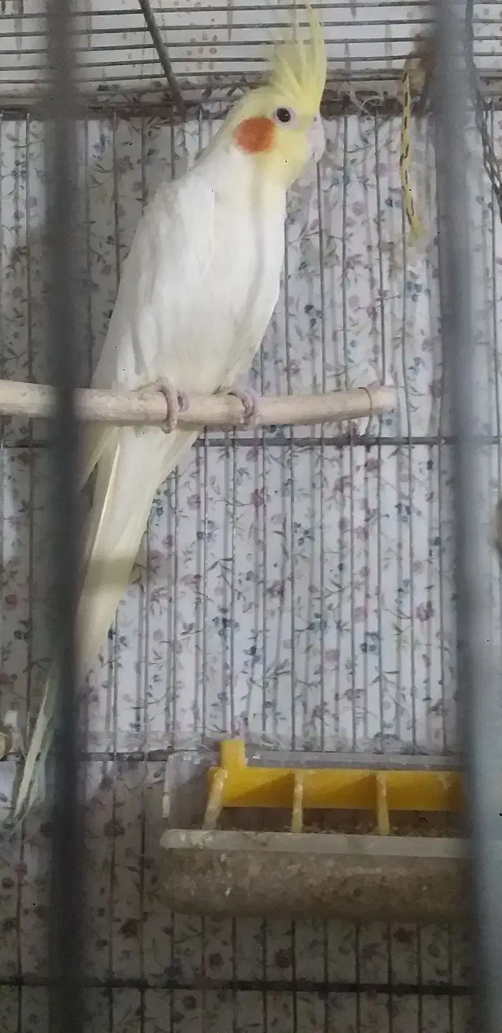 عروس هلندی|پرنده|مشهد, هفده شهریور|دیوار