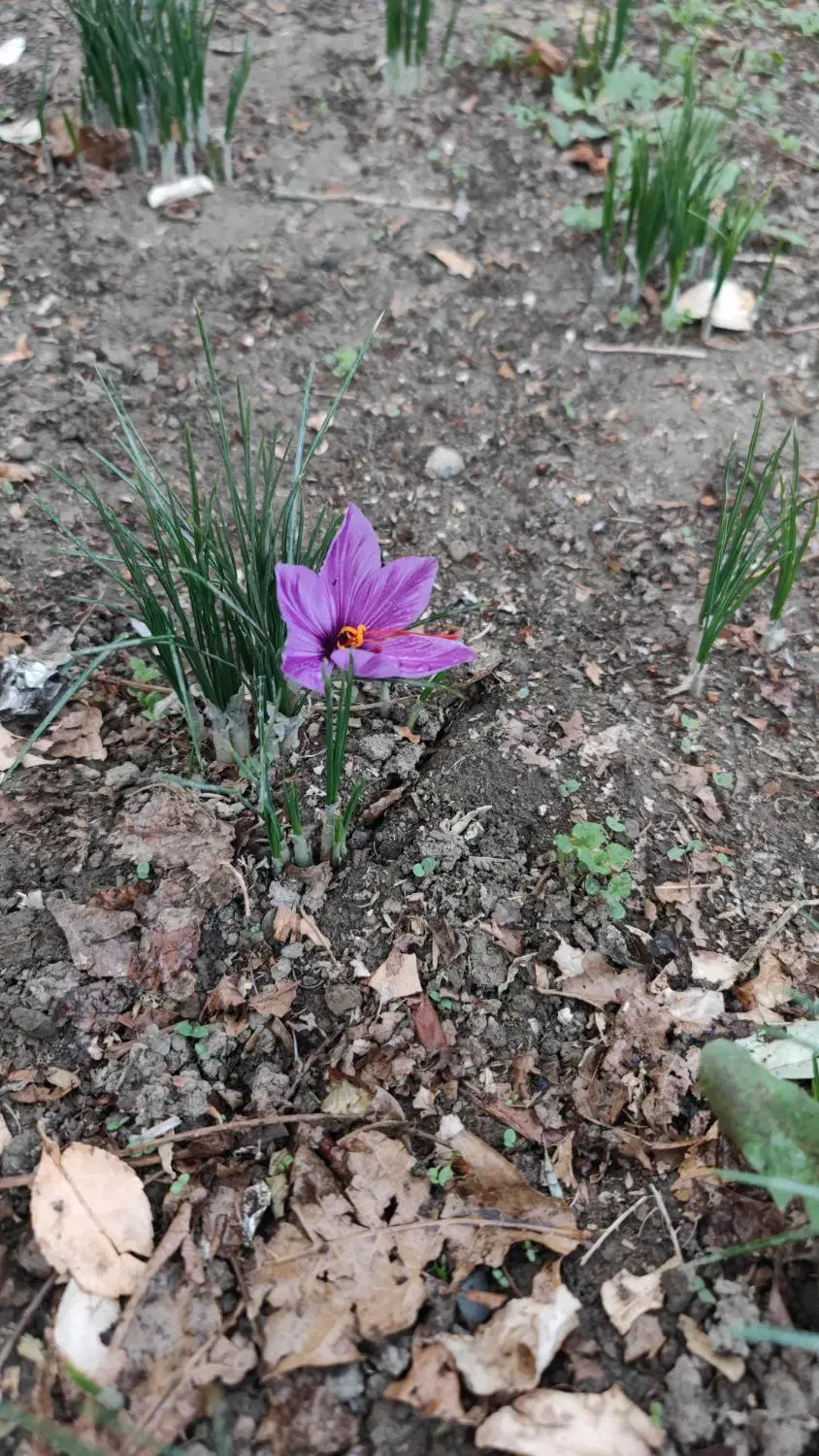 اجاره خانه ویلایی ۳۰۰ متر زمین ۱۶۰ متر بنا|اجارهٔ خانه و ویلا|گلپایگان, |دیوار