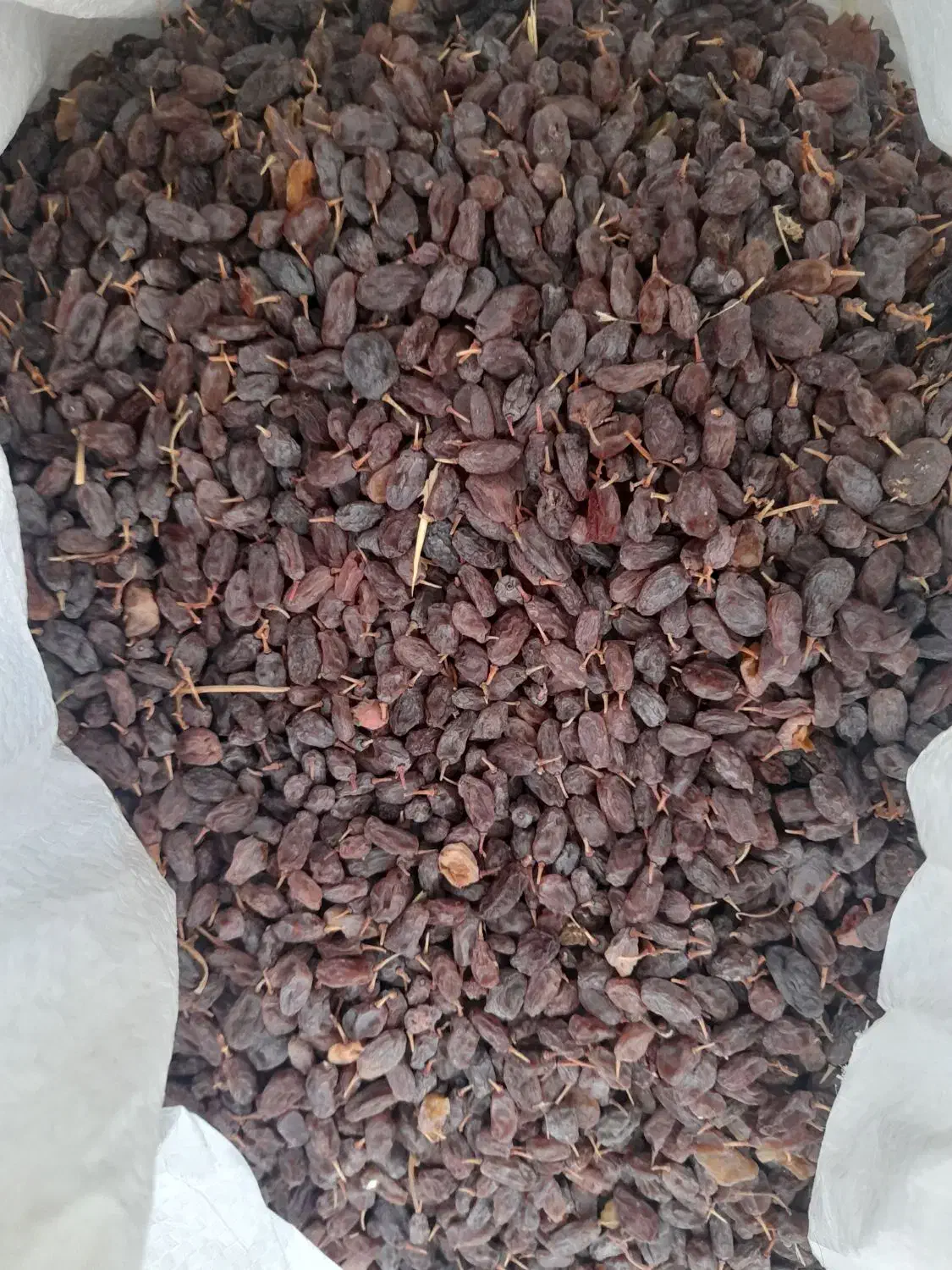 کشمش آفتابی|خوردنی و آشامیدنی|شیراز, اکبر آباد|دیوار